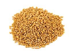 Organic Yellow Mustard Seed .